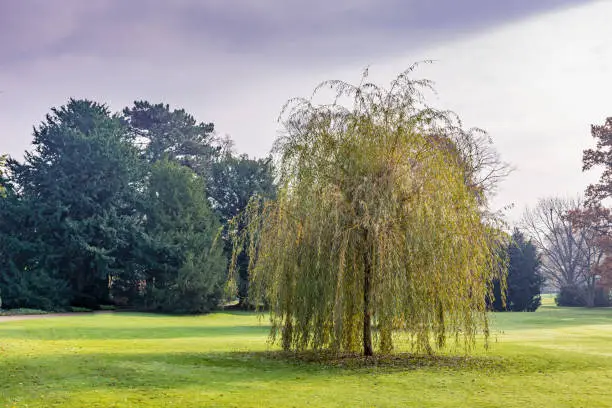 single weeping willow in a city park