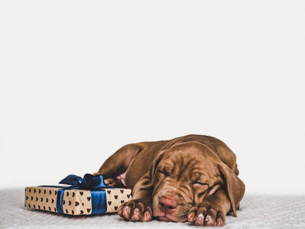 istock Young, charming puppy and a festive box 1191638056
