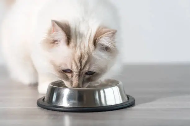 Beautiful sacred cat of burma eating dry cat food on the floor