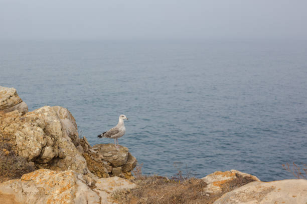 istock Seagull bird standing feet on cliff in Atlantic Ocean. 1191639292