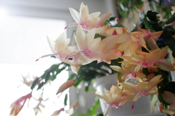 Christmas cactus or Schlumbergera truncata