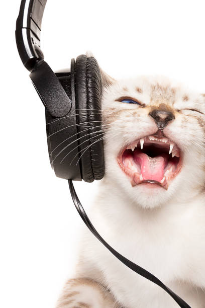 cat listens to music with headphones - shorthair cat audio imagens e fotografias de stock