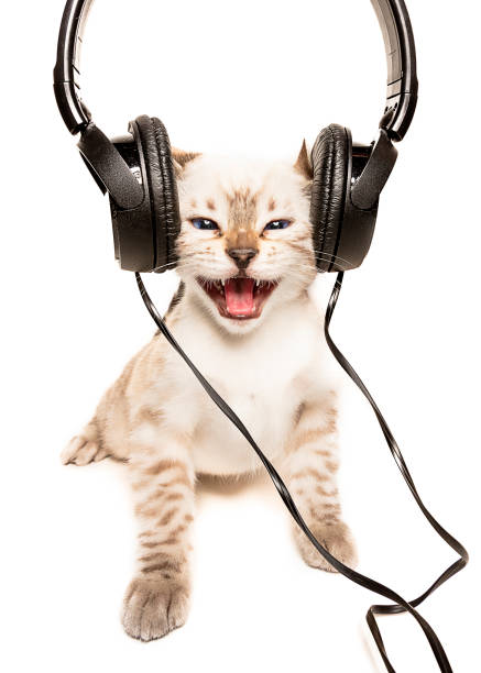 gato ouve música com fones de ouvido - shorthair cat audio - fotografias e filmes do acervo