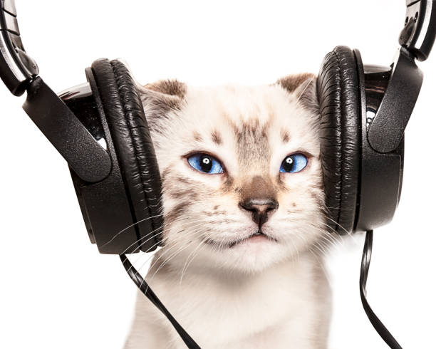 gatto ascolta la musica con le cuffie - animals and pets arts and entertainment music foto e immagini stock