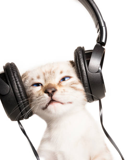 cat listens to music with headphones - shorthair cat audio imagens e fotografias de stock