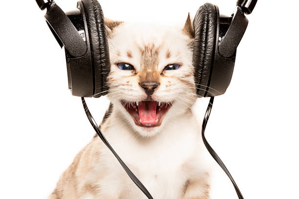 cat listens to music with headphones - shorthair cat audio imagens e fotografias de stock
