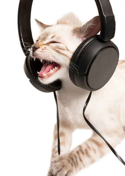 cat listens to music with headphones - shorthair cat audio imagens e fotografias de stock