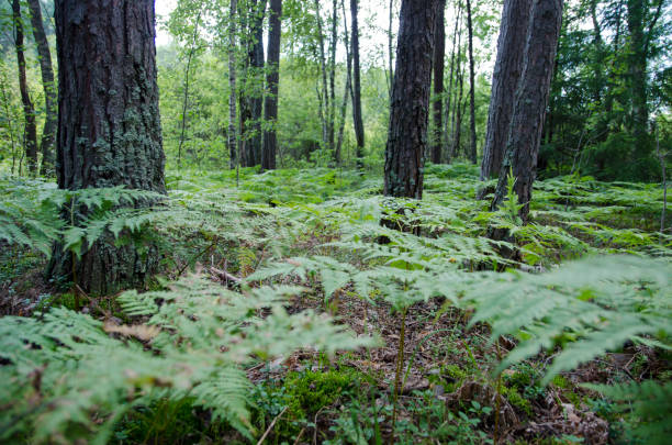 istock walk through the summer forest in the afternoon 1191644163