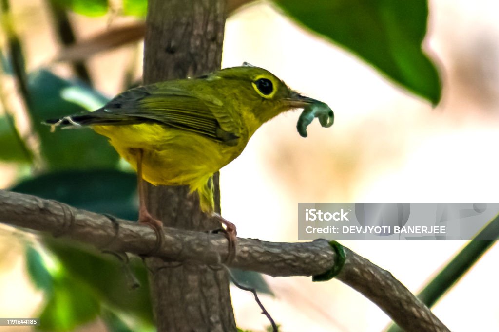 A Saffron finch is sitting on the tree trunk and eating the insect Saffron finch, Sicalis flaveola, Sicalis flaveola; Family: Thraupidae; Genus: Sicalis; Species: S. flaveola. The male is bright yellow with an orange crown which distinguishes it from most other yellow finches Finch Stock Photo