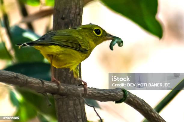 A Saffron Finch Is Sitting On The Tree Trunk And Eating The Insect Stock Photo - Download Image Now
