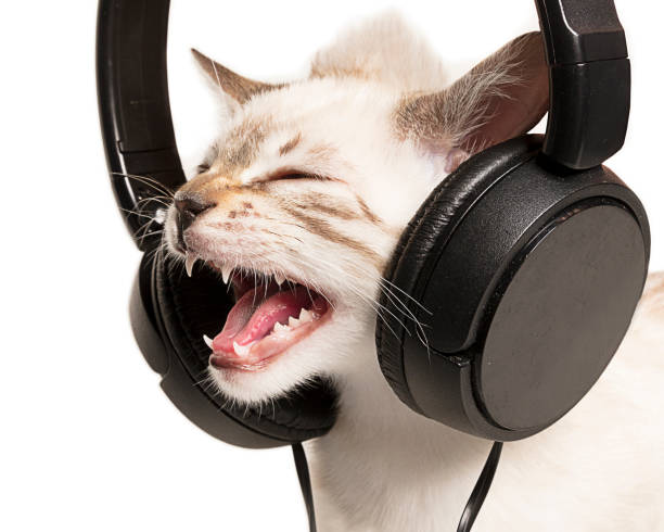 cat listens to music with headphones - shorthair cat audio imagens e fotografias de stock