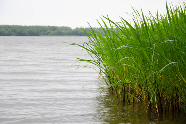 istock view of the Volga river from the shore 1191644279