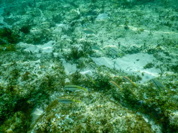 Isolated malayan halfbeak in the water, needle fish, Dermogenys pusilla in Cyprus