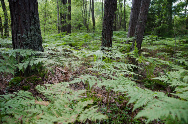 istock walk through the summer forest in the afternoon 1191644947
