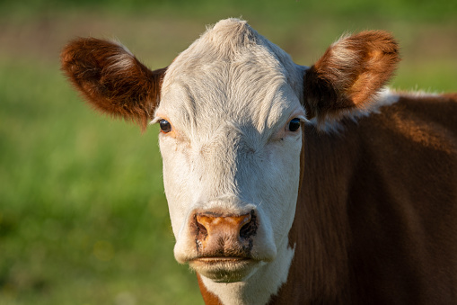 Close up portrait of a brown cow with white head looking perplexed straight in to the camera