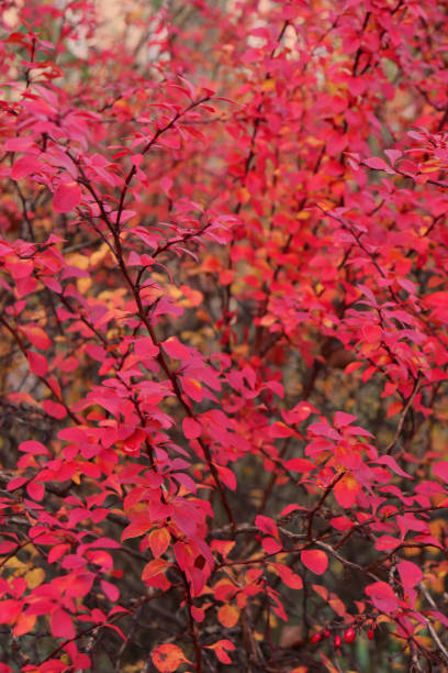 istock Vivid colours of Autumn 1191645140