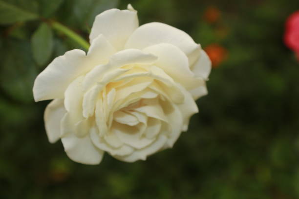 istock WHITE color Rose flower. 1191645484