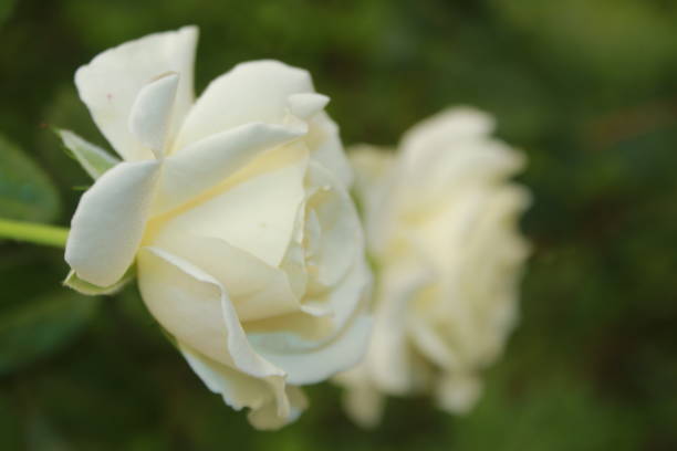 istock WHITE color Rose flower. 1191645588
