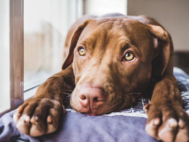 istock Sweet puppy sleeping on a soft plaid 1191646591