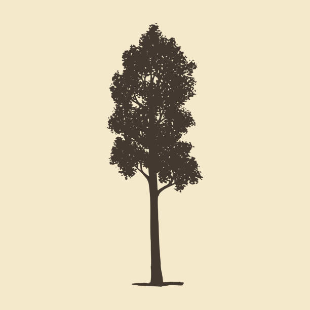 illustrazioni stock, clip art, cartoni animati e icone di tendenza di aspen o acero, silhouette disegnata a mano. schizzo vettoriale di albero deciduo. - tree silhouette elm tree vector