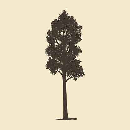 Aspen or Maple, hand drawn silhouette. Vector sketch of deciduous tree