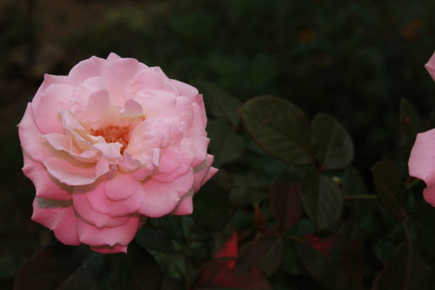 istock Pastel pink color Rose flower on dark background. 1191648455