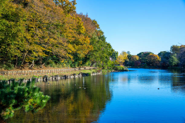istock Park in autumn.Autumn landscape background. 1191650013