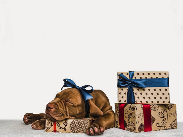 istock Young, charming puppy and a festive box 1191650101