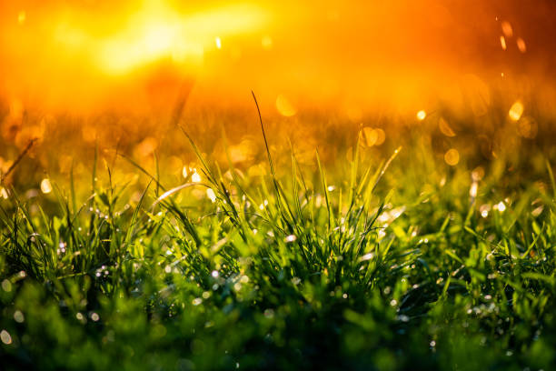 Green grass under water drops sun day light close up