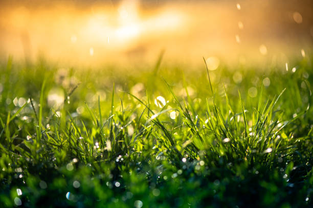 istock Green grass under water drops sun day light close up 1191650195
