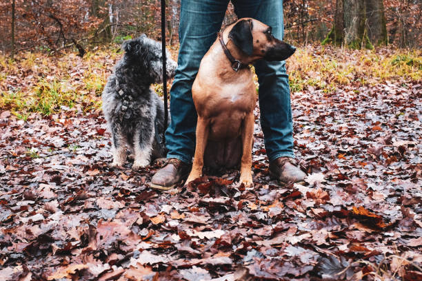 istock Two good dogs guarding a man 1191650463