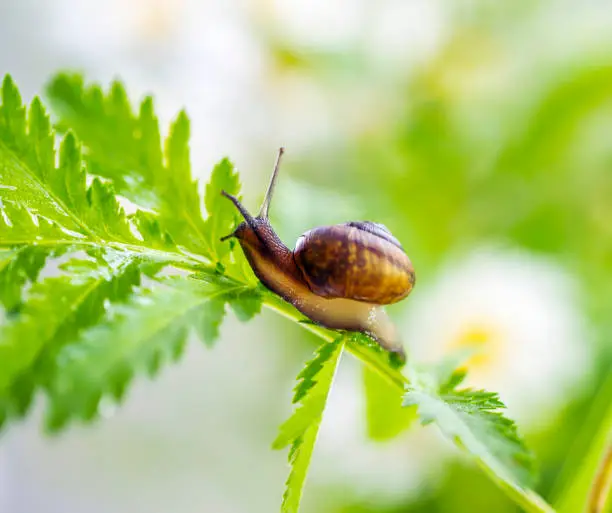 Photo of Snail on meadow grass, summer bright background, close up