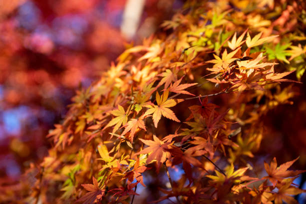 istock Autumn maple leaves, Japanese nature scene 1191650774