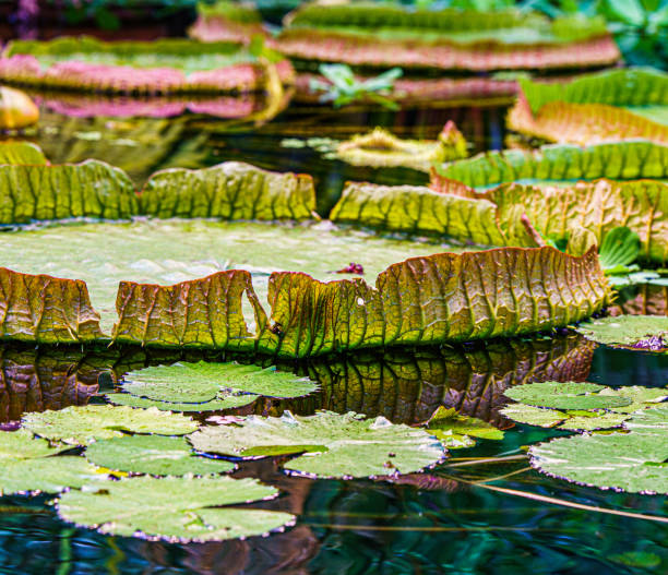 zdjęcia pokazują amazońskie lilie wodne o nazwie victoria amazonica - victoria water lily zdjęcia i obrazy z banku zdjęć