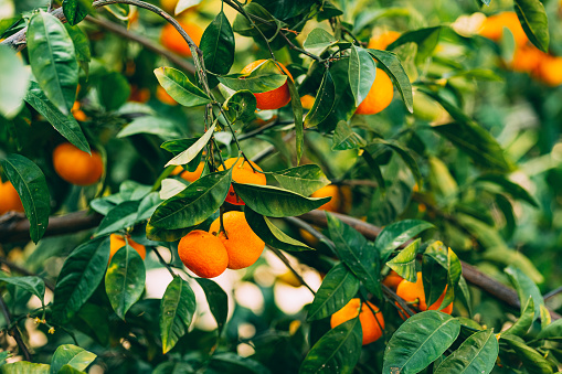 Fruits on Tangerine Tree