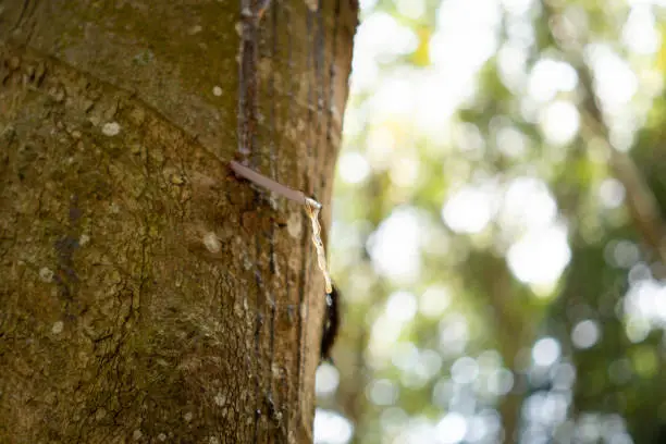 Rubber tree (Hevea brasiliensis) produces latex. By using knife cut at the outer surface of the trunk. Latex like milk Conducted into gloves, condoms, tires, tires and so on.