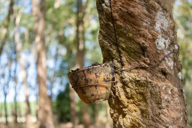 Rubber tree (Hevea brasiliensis) produces latex. By using knife cut at the outer surface of the trunk. Latex like milk Conducted into gloves, condoms, tires, tires and so on.