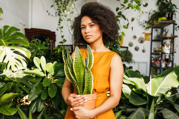 istock Beautiful woman holding a pot with sansevieria in her small workshop 1191653694