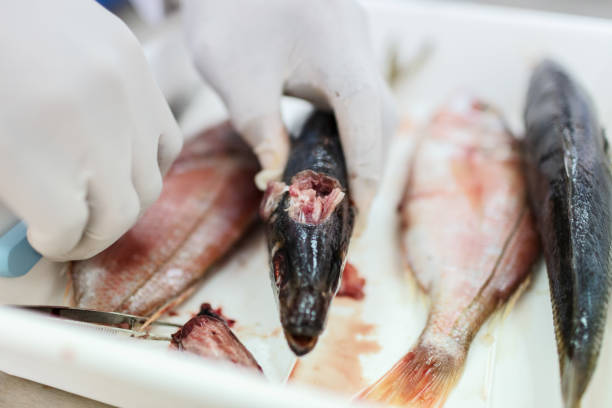 istock Fish to be tested in the laboratory, scissors. 1191654056