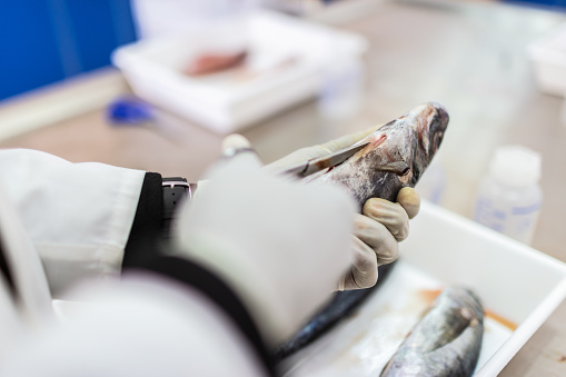 Fish to be tested in the laboratory, scissors.
