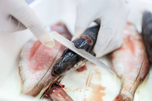 istock Fish to be tested in the laboratory, scissors. 1191654838