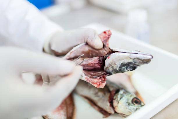 istock Fish to be tested in the laboratory, scissors. 1191654988