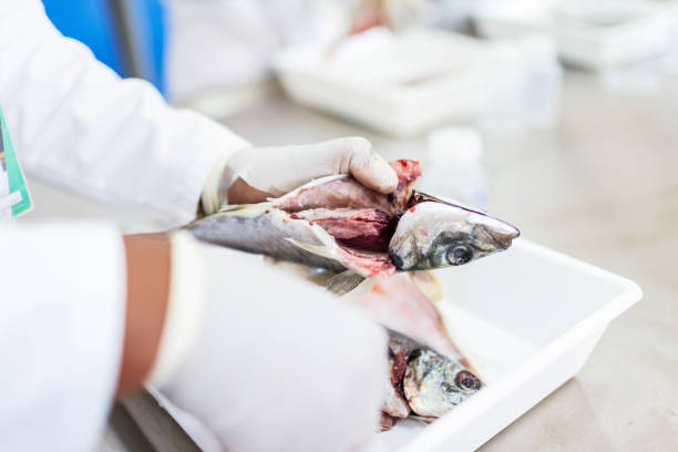 istock Fish to be tested in the laboratory, scissors. 1191655038