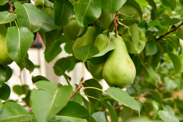 istock Organic ripe pear on a branch 1191655159