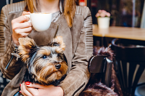 Young Caucasian woman drinking coffee in cafe and holding her dog pet in lap.