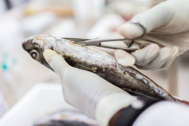 istock Fish to be tested in the laboratory, scissors. 1191655204