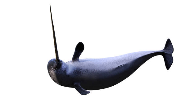 istock Narwhal, male Monodon monoceros isolated on white background 1191655211