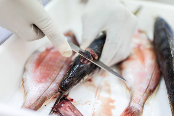 istock Fish to be tested in the laboratory, scissors. 1191655343