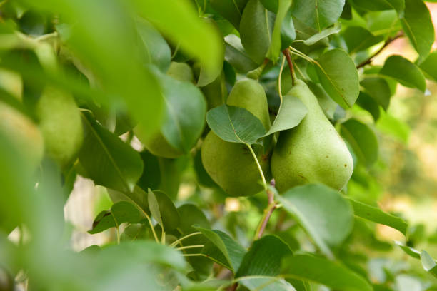 istock Organic ripe pear on a branch 1191655387