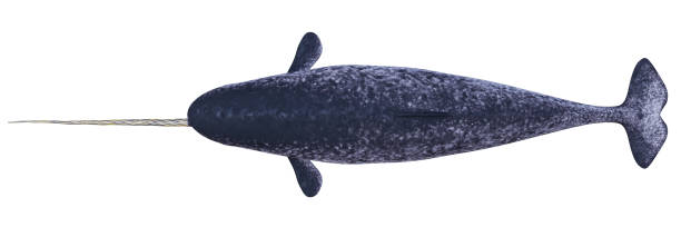 istock Narwhal, male Monodon monoceros, top view isolated on white background 1191655436